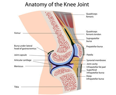 diagram of Knee